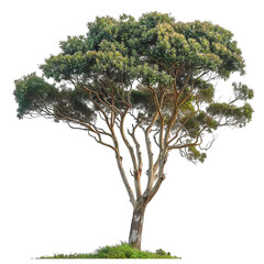 A majestic tree with sprawling branches and lush green leaves, exuding tranquility and natural beauty.