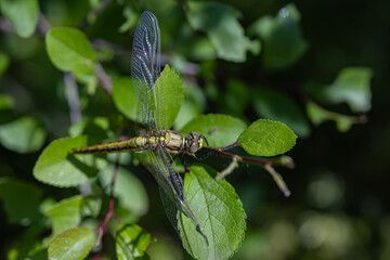 Close-up of yellow dragonfly resting on vibrant green leaves in sunny forest during summer day....