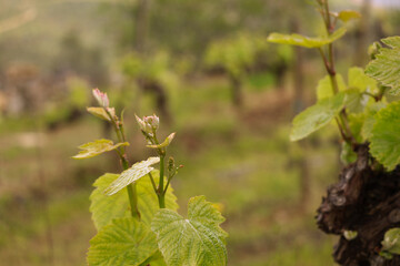 Obraz premium Organic Red Grape Flowering bud stage growing Vine