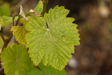 Organic Red Grape leaf Vine