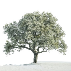 Obraz premium Majestic tree standing alone in a serene wintry landscape, showcasing its intricate branches and frosty foliage.