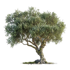 A majestic olive tree showcasing an expansive canopy with lush green leaves and a robust trunk.