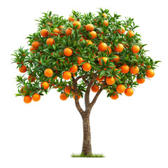 A vibrant orange tree laden with ripe oranges, showcasing lush green leaves and a lively, healthy appearance.