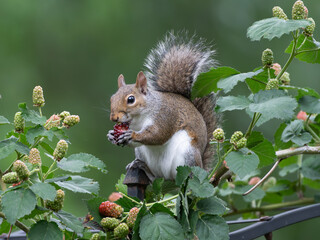Berries attract wildlife to a Texas garden.