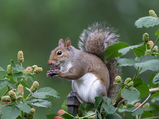 Berries attract wildlife in a Texas garden.