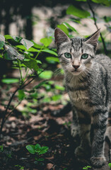 cats raised together 