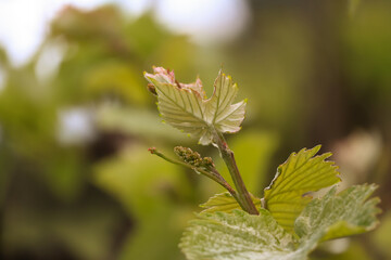 Organic Red Grape Flowering bud stage growing Vine