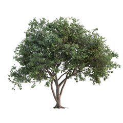 A lush green tree with a wide canopy, showcasing intricate foliage and a slender trunk.