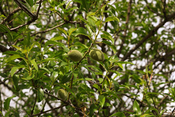 Unripe green almond, growing organic fruit