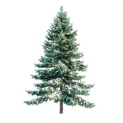 Obraz premium A tall evergreen tree adorned with a fresh layer of snow, showcasing its stunning green foliage against the winter backdrop.