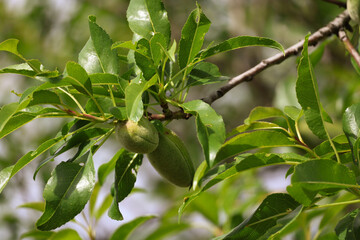 Unripe green almond, growing organic fruit