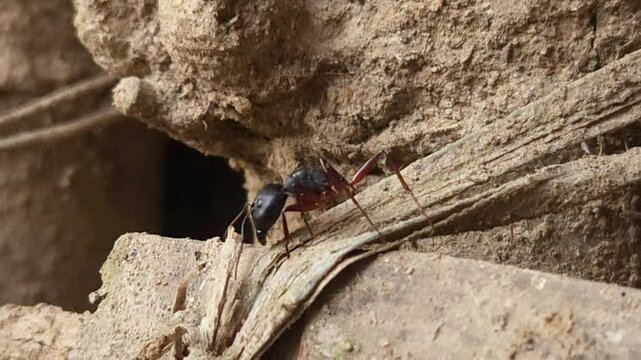 Rare black ant without an abdomen, macro closeup under natural sunlight, its small body and black legs, showcasing the colorful beauty of wildlife and insect fauna in the wild during spring or summer.