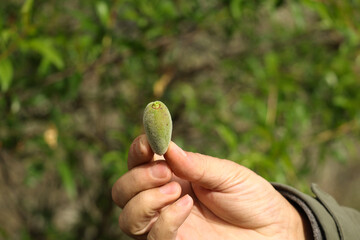 Holding unripe green almond, growing organic fruit