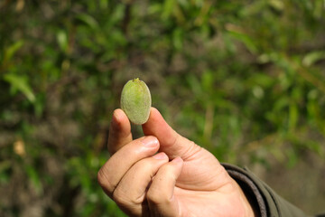 Holding unripe green almond, growing organic fruit