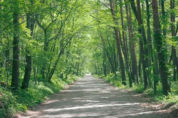 新緑の森を抜ける土の道 © blew_f