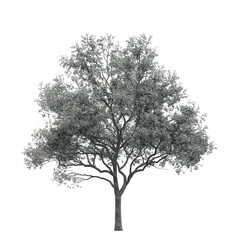 Obraz premium A majestic gray tree with abundant foliage, standing prominently against a transparent background.