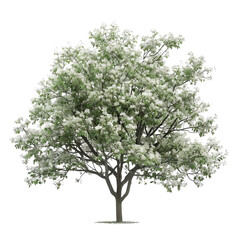 A blossoming tree full of delicate white flowers, adding a touch of spring beauty and serenity to any landscape.