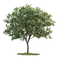 Obraz premium Lush green tree with vibrant foliage against a transparent background, symbolizing nature's beauty.
