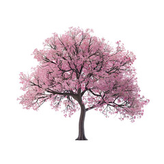 Obraz premium A stunning pink flowering tree showcasing vibrant blossoms and a sturdy trunk against a plain backdrop.
