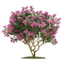 Fototapeta premium Vibrant pink bougainvillea tree in full bloom, showcasing its stunning flowers against a clear backdrop.