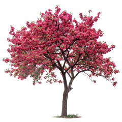Obraz premium Vibrant pink flowering tree standing in full bloom, showcasing nature's beauty and the arrival of spring.