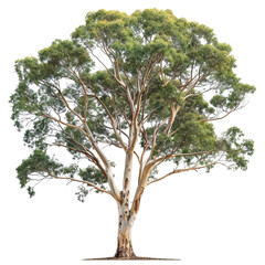 Majestic eucalyptus tree with a broad canopy and smooth trunk, showcasing vibrant green leaves against a clear background.