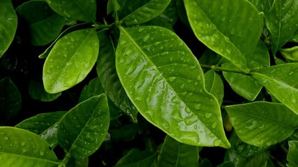 Raindrops on a green leaf in June, Weather or environment - Powered by Adobe