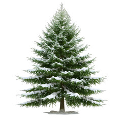 Fototapeta premium A majestic evergreen tree covered in fresh snow, creating a serene winter atmosphere.