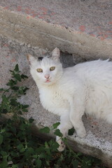 white cat on stone step