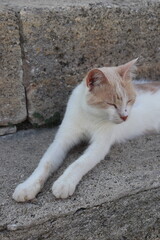 sleepy cat on stone