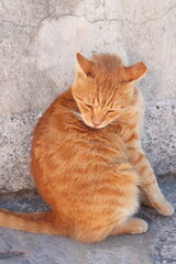 ginger cat grooming