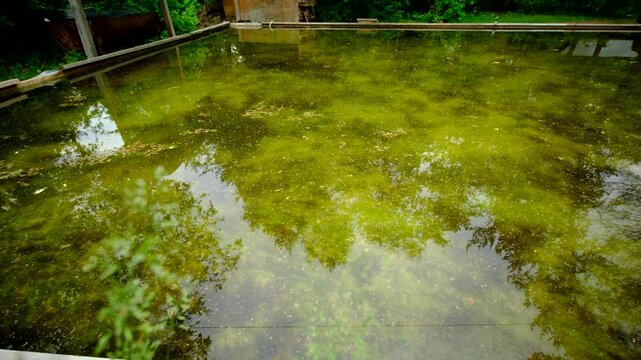 Wide angle shot while walking next to dirty green water in melted home made back yard ice rink left as water reservoir for vegetable plants and occupied by frogs - tree house in the background