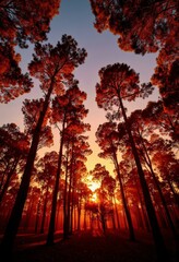 Sunset Through Silhouetted Pine Trees with Vibrant Orange and Purple Sky