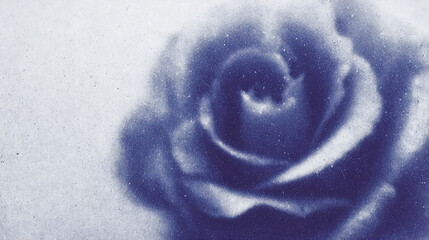 Texture rose poster presenting a close-up view of a beautifully detailed flower with a soft color palette