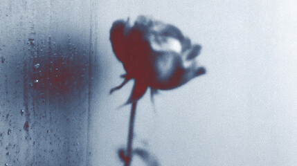 Elegant rose silhouette against a blurred textured backdrop with water droplets creating a dreamy atmosphere