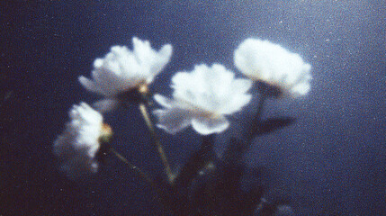 Blurred white flowers against a dark background create a soft, dreamy atmosphere in a serene natural setting during twilight