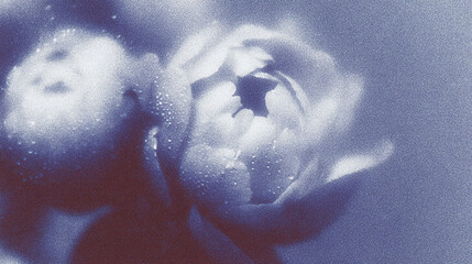 Beautiful blurred roses covered in water droplets on a soft background creating a dreamy atmosphere in a garden
