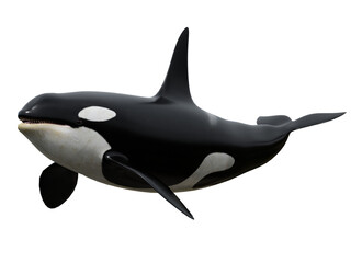 3D rendered orca whale isolated on transparent background