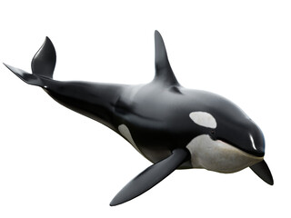 3D rendered orca whale isolated on transparent background