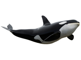 3D rendered orca whale isolated on transparent background