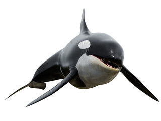 3D rendered orca whale isolated on transparent background © HWWO Stock