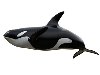 3D rendered orca whale isolated on transparent background
