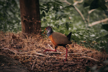Green-billed rail walking