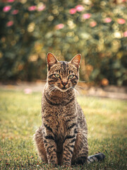 Fototapeta premium Gray striped cat, looks like a mini jaguar