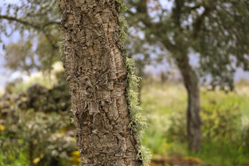  Quercus suber Tree with cork