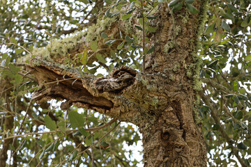  Quercus suber Tree with cork