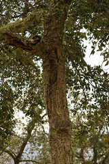 Fototapeta premium Quercus suber Tree with cork