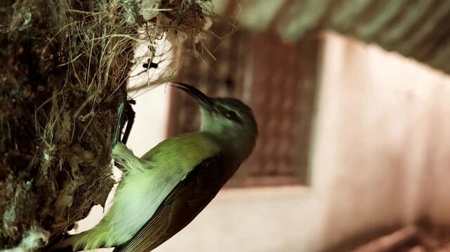 Indian sunbird busy building a pendulum-shaped hanging nest
