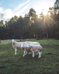 Backlit Sheep Walking Along Forest Path, Tasmania 2