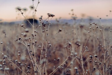 Dry thistle plants stand in a field in Carrizo Plain National Monument, California, USA. The plants are dormant, waiting for spring to bloom again. The photo shows the beauty of nature.